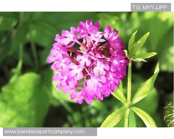 生活琐事与心灵感悟的碎碎念合集三十篇分享